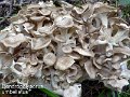 Polyporus umbellatus-amf1547-1